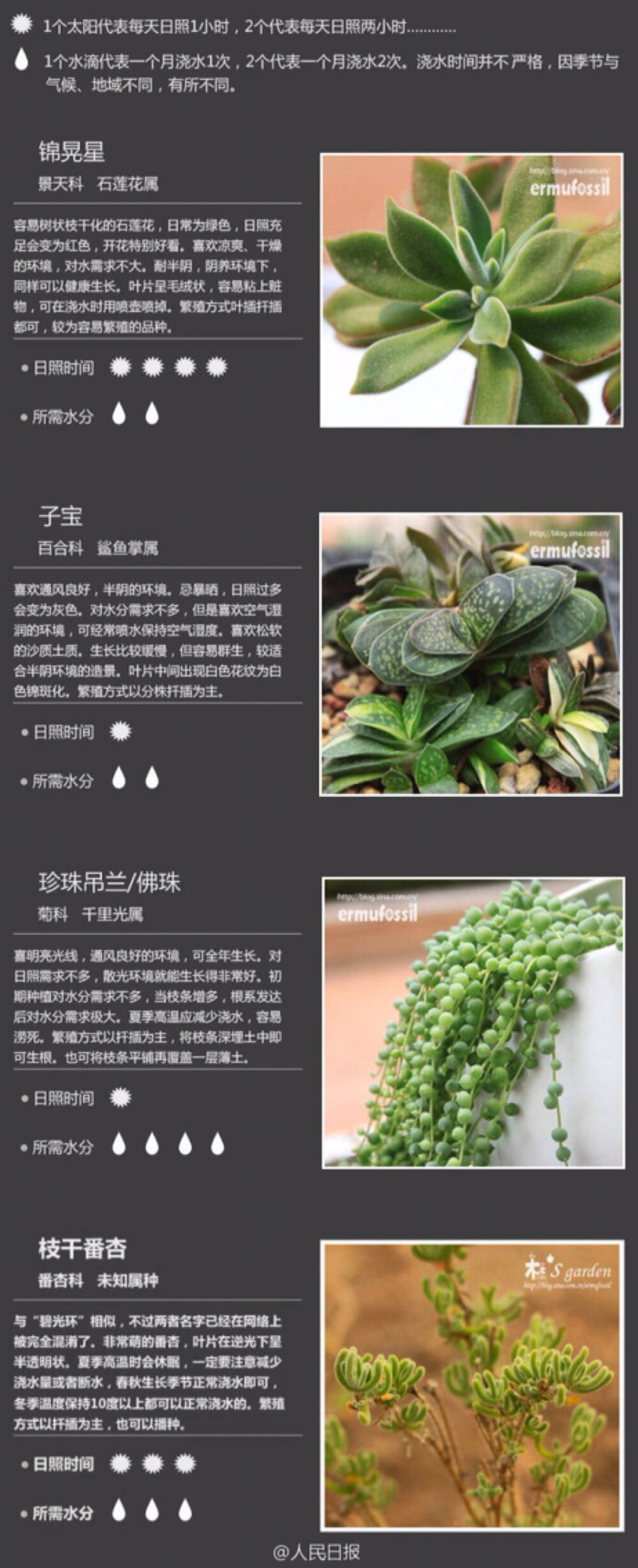 肉植物养殖