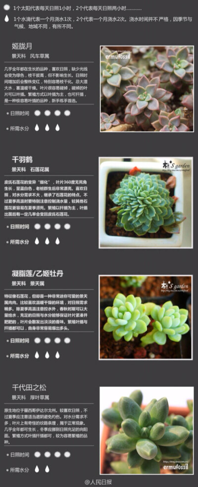 肉植物