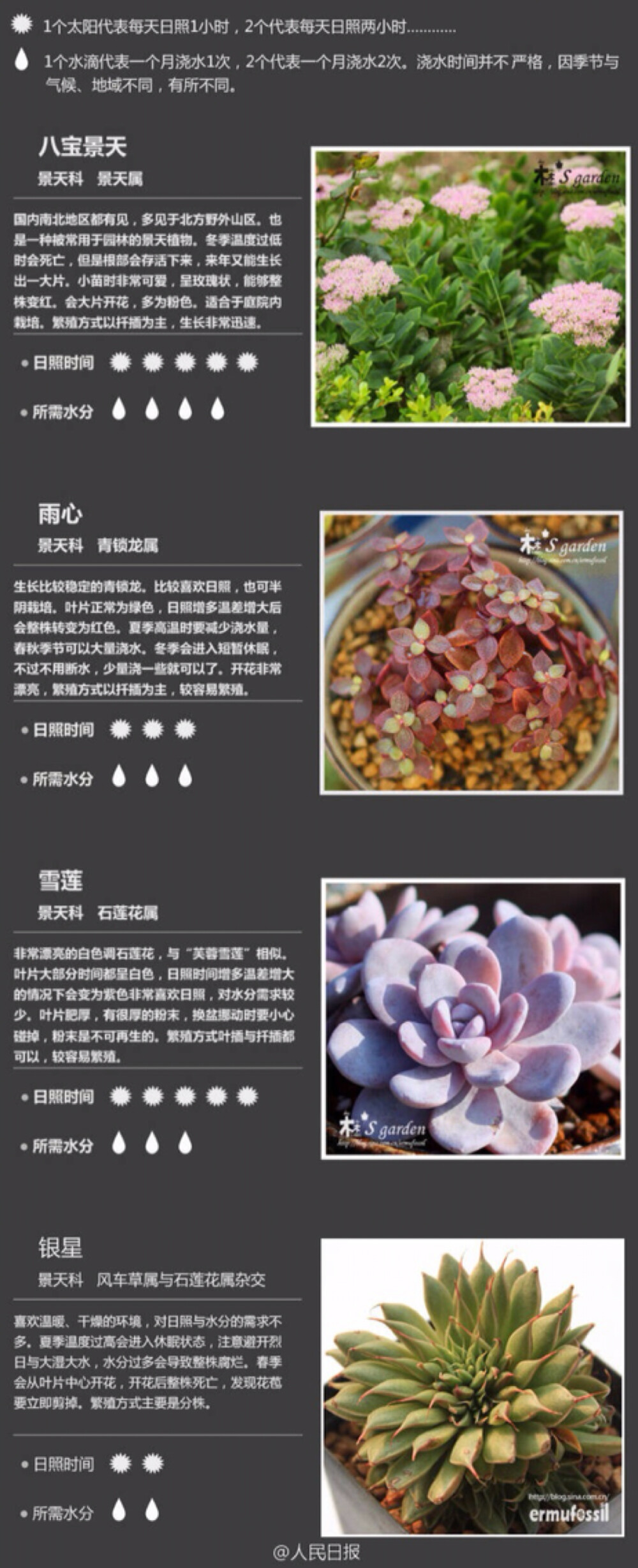 肉植物