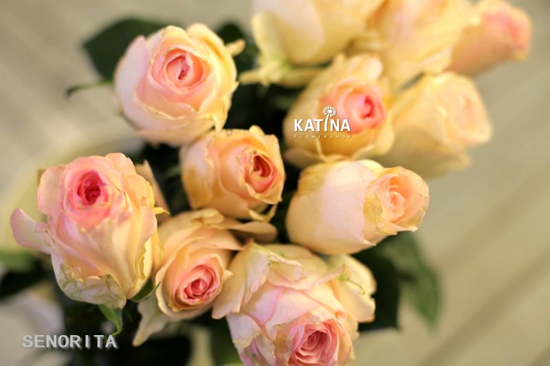 厄瓜多尔玫瑰senorita