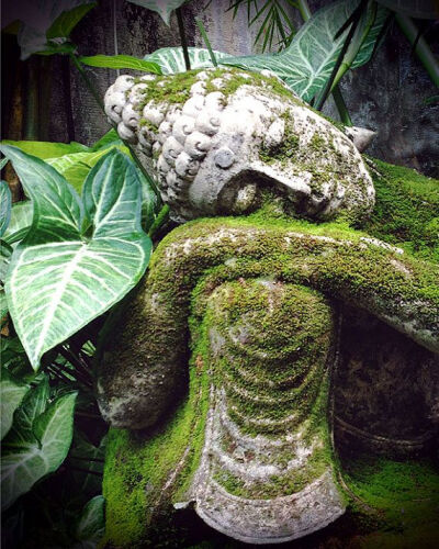 苔藓 雕像