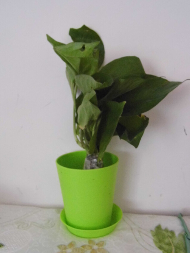 超棒的绿萝的哇。收到还很活鲜。 送了水培瓶，营养液，还有海绵宝宝。 拿到手放进水培瓶里，倒上水就可以了。 三天两头滴几滴营养液就OK了。 绿萝是很好养活的哦。