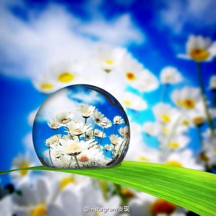 小雏菊。。。。我的最爱