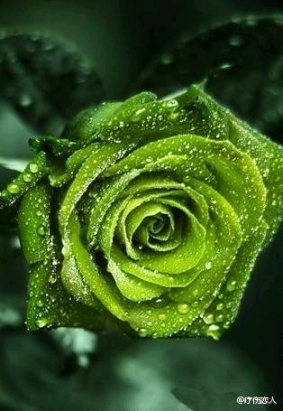 绿玫瑰