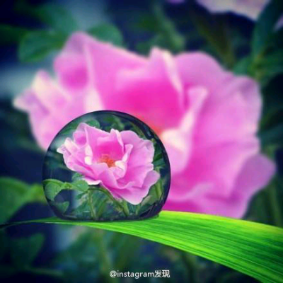 有木有觉得原来露珠也很美