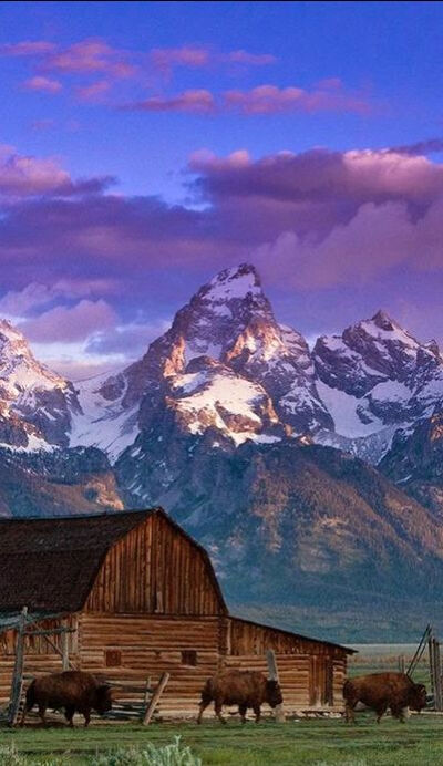 Bison at Grand Teton National Park,Wyoming,USA(photo Matthew Potter on Global Bhasin)。大提顿国家公园，位于怀俄明州北部，黄石国家公园以南，高山地形。以连绵的雪山山峰著名，沿着大提顿山脉绵延超过200英里…