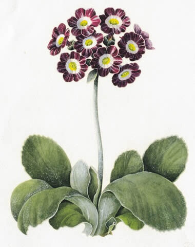 Auricula Arundel Stripe 耳状报春花 阿伦德尔条纹