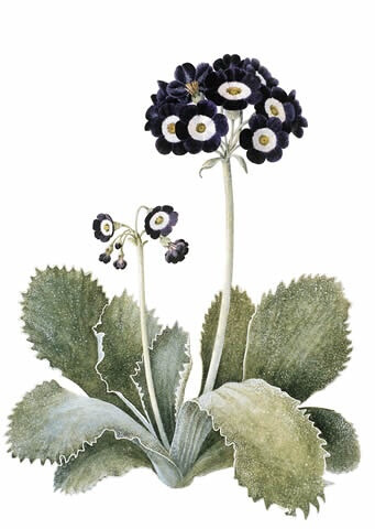 Auricula Arundel Stripe 耳状报春花 阿伦德尔条纹