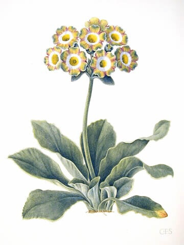 Auricula Lord Saye en Sele 耳状报春花 萨耶勋爵EN塞莱