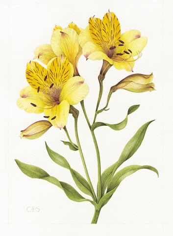 Alstroemeria 六出花