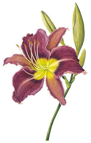 Hemerocallis Chicago Princess 萱草芝加哥公主