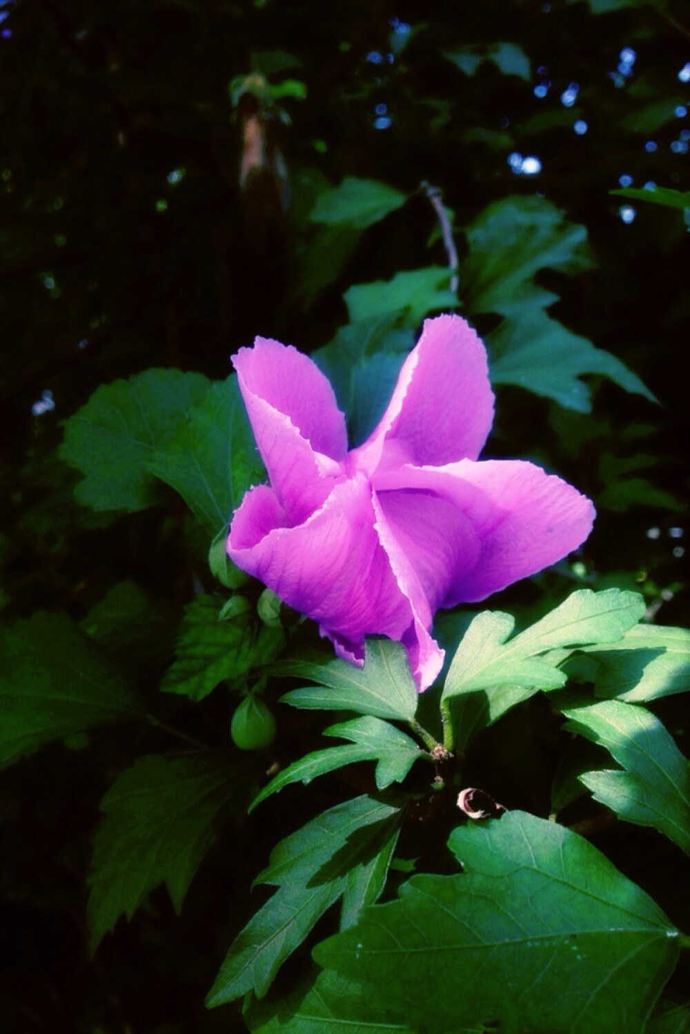 木槿是最古老,典雅之花,可惜它朝开暮落,所谓"槿花一日自为荣","可怜
