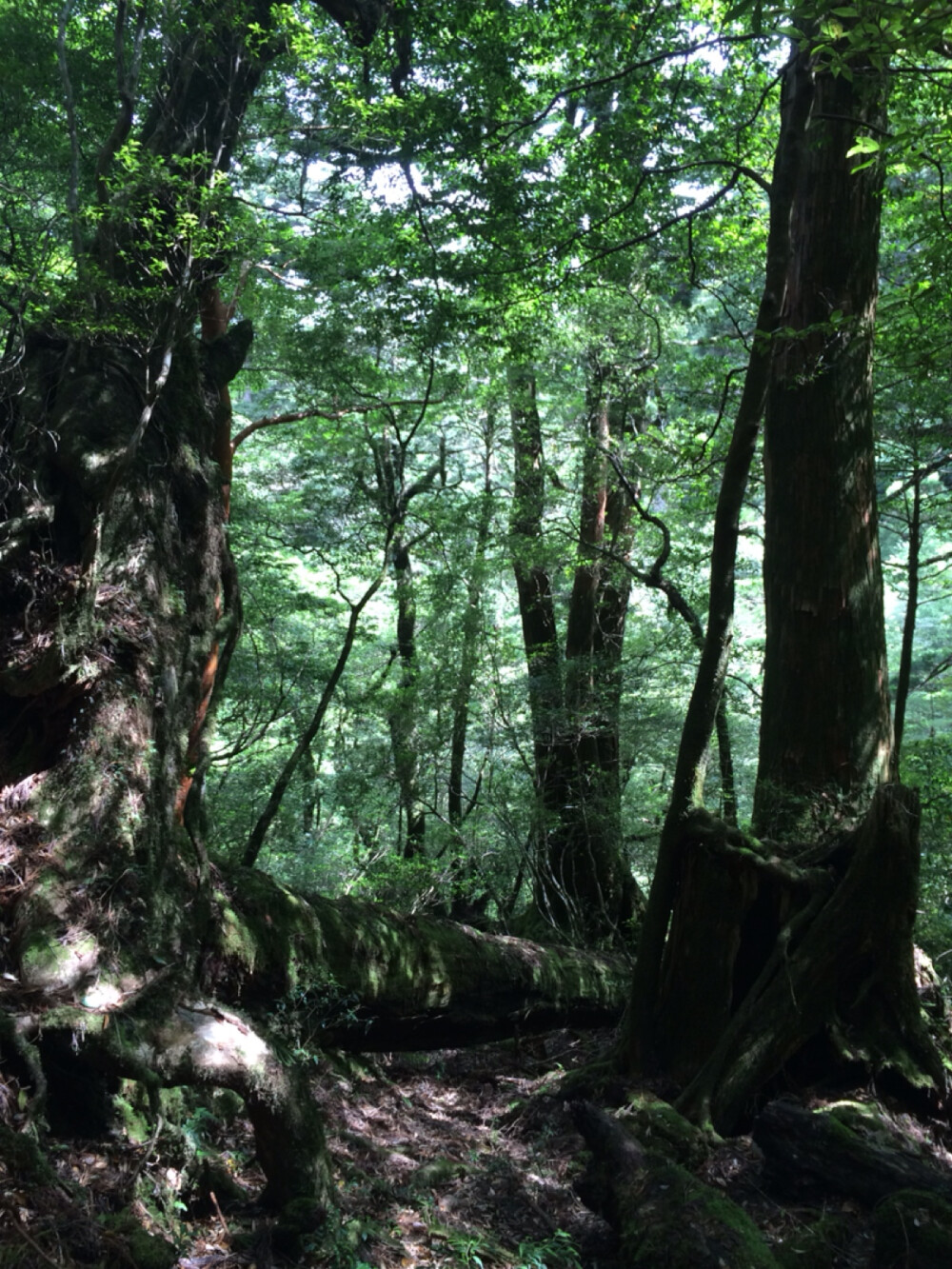 屋久岛密林