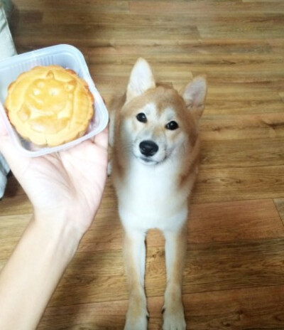 中秋节 月饼