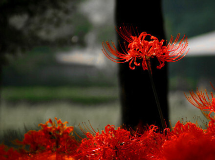 彼岸花，开一千年，落一千年，花叶永不相见。 情不为因果，缘注定生死。