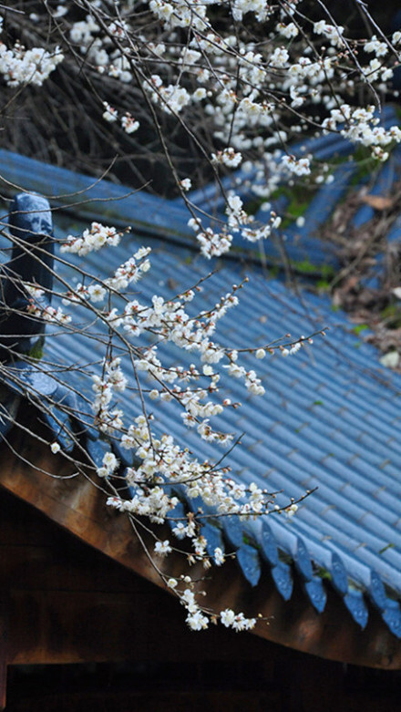 花前月下，闲话桑麻。—— 古风