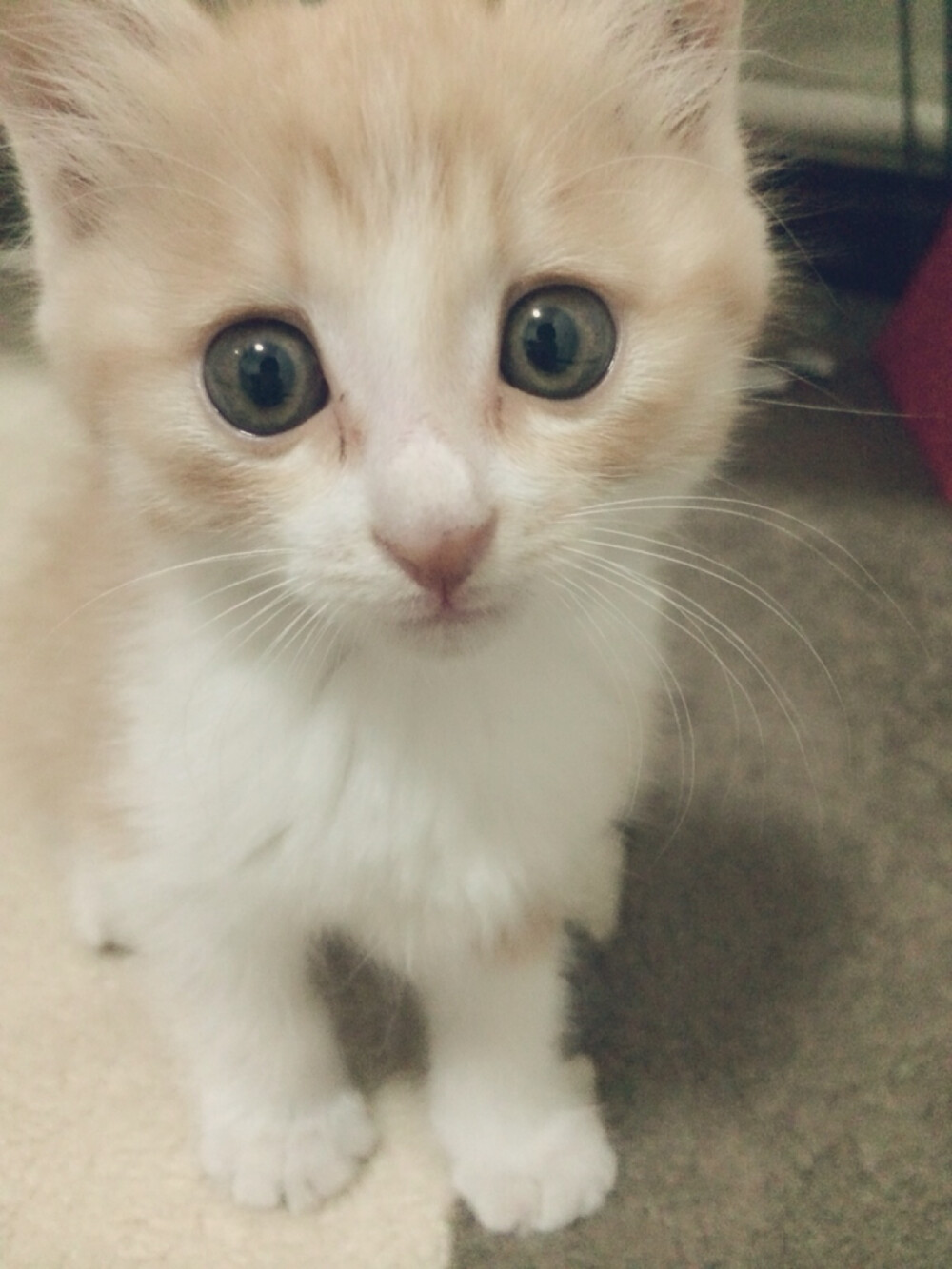 桔子来的第二天