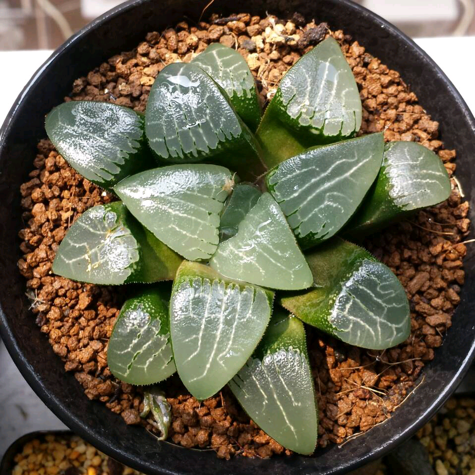 月影寿，十二卷的软叶，寿中比较经典的品种之一，根部强大后，增加光照可以养出肥养的窗。以上是我的月影。