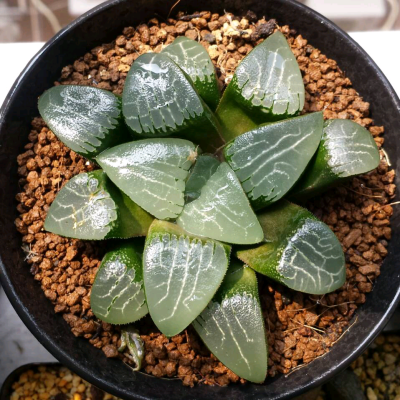 月影寿，十二卷的软叶，寿中比较经典的品种之一，根部强大后，增加光照可以养出肥养的窗。以上是我的月影。