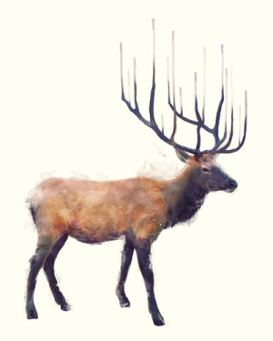 来自加拿大艺术家Amy Hamilton的一组关于动物的手绘插画，这是一位非常有才华的艺术家，它的作品充满着梦幻般的神秘以及治愈系的色彩。