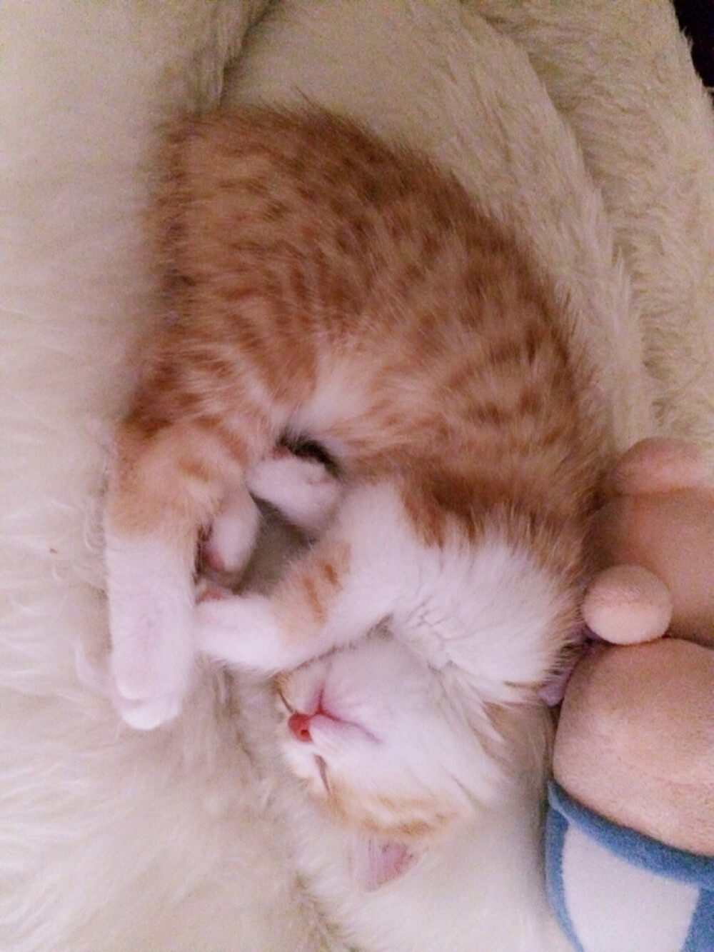 第十天 感觉长大了许多 和垫子比