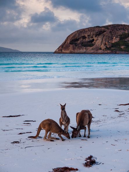 Lucky Bay, Cape Le Grand National Park, Australia。澳大利亚勒格兰德角国家公园(大海角国家公园)幸运湾海滩。幸运湾坐落于西澳大利亚州的南海岸，于1802年被Matthew Flinders发现并命名，为澳大利亚最白的海滩之一。幸运湾绵延长达5公里，因洁白的海滩、清澈的海水和理想的游泳条件而知名，是一个理想的放松身心、舒缓压力的地方。与其他海滩不同的是，幸运湾是一个可以发现袋鼠并和袋鼠一起游玩的地方，每天这里都会有袋鼠的出现，它们有的在海滩上一蹦一跳的走动，有的则躺在海滩上懒洋洋的晒太阳，生活非常的惬意，这里的袋鼠并不害怕人类的到来和靠近。