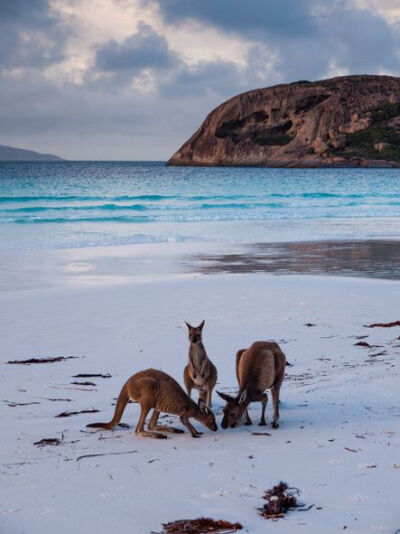 Lucky Bay, Cape Le Grand National Park, Australia。澳大利亚勒格兰德角国家公园(大海角国家公园)幸运湾海滩。幸运湾坐落于西澳大利亚州的南海岸，于1802年被Matthew Flinders发现并命名，为澳大利亚最白的海滩之…