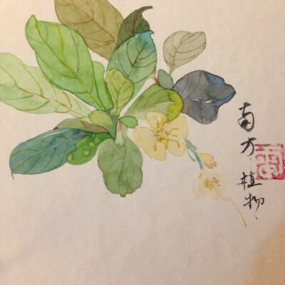 花卉植物 插画师南方