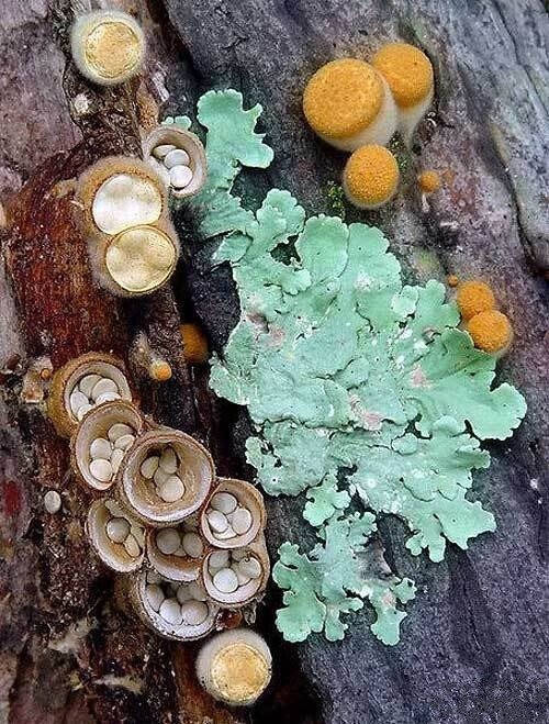 蘑菇&amp;amp;苔藓