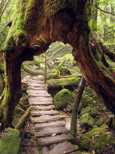 原始森林苔藓，日本