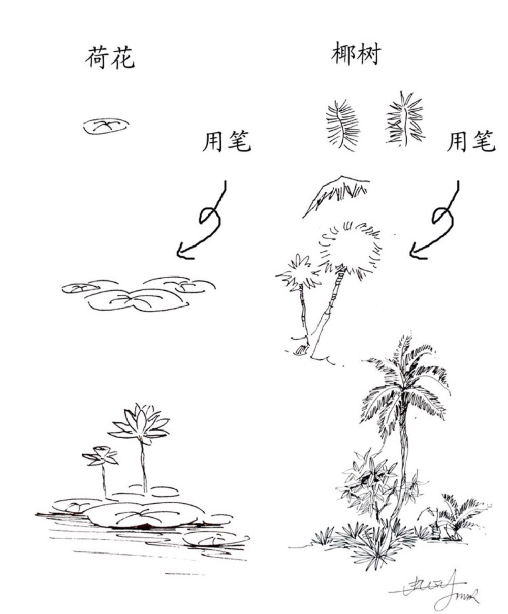 环设景观植物手绘技法