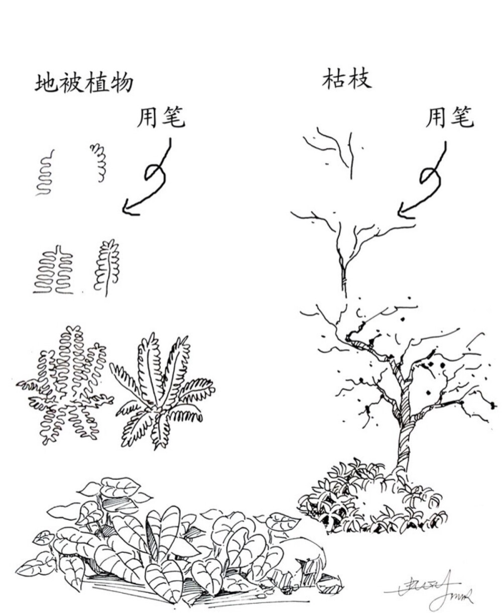 环设景观植物手绘技法