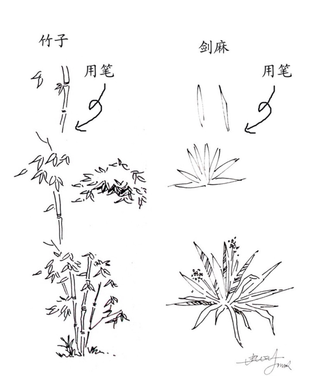 环设景观植物手绘技法