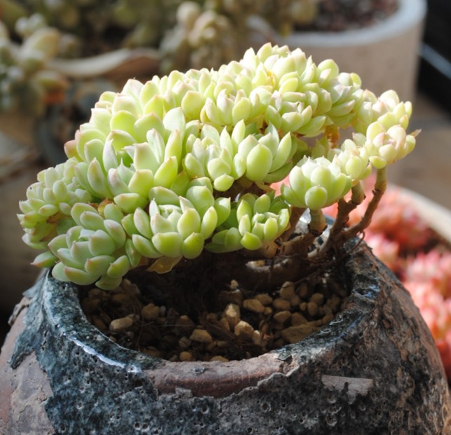 阿尔卑斯白月影