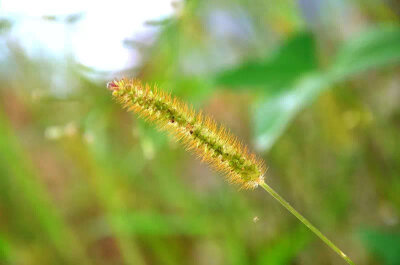 狗尾巴草~