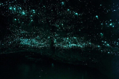 Glowworms Cave 萤火虫洞穴（新西兰）