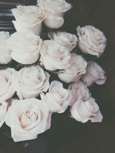 大朵白色玫瑰花 壁纸 自截