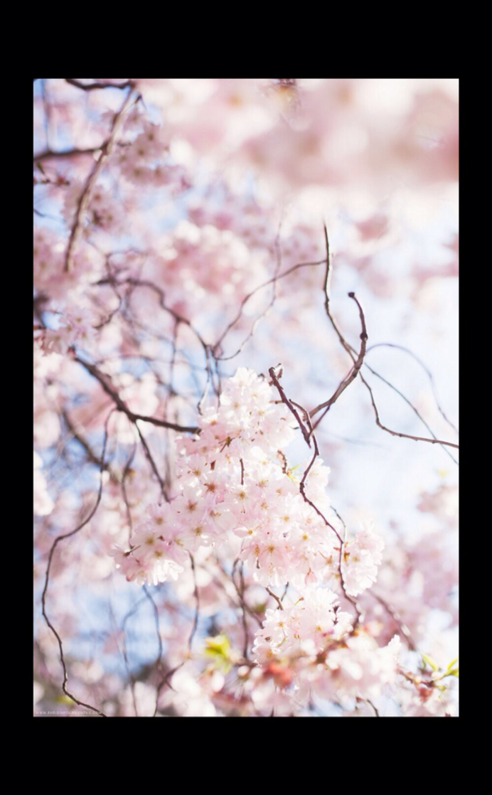 Cherry Blossom - 樱花