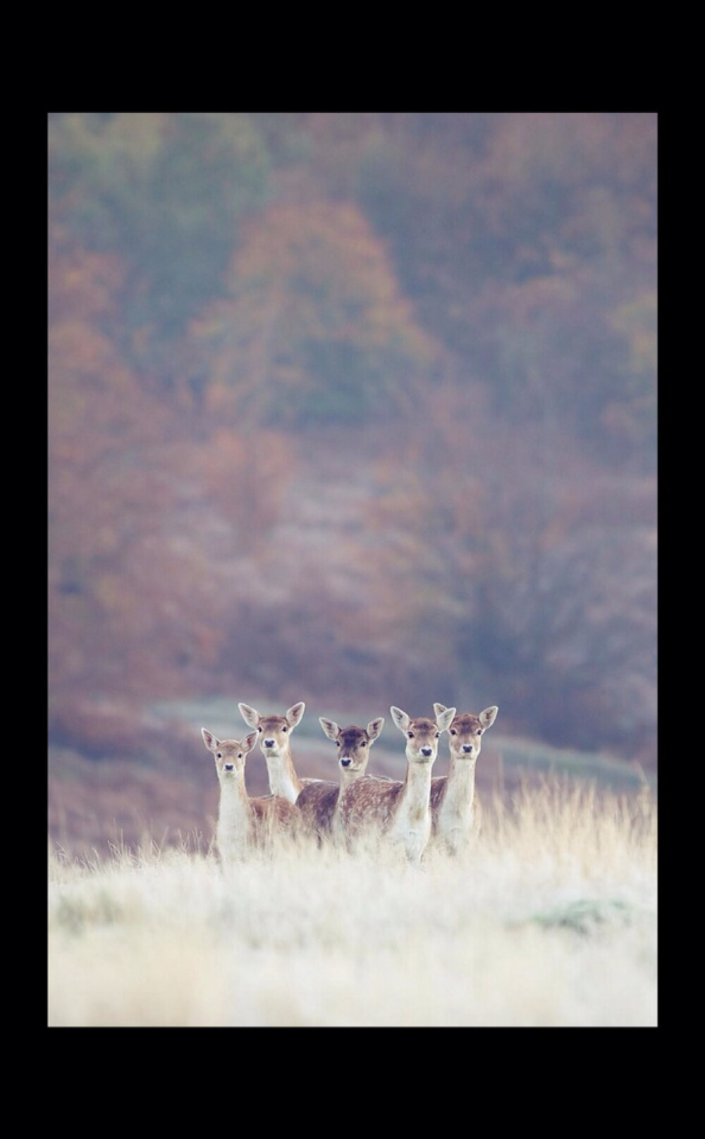 Deer - Mark Bridger 摄影作品：鹿