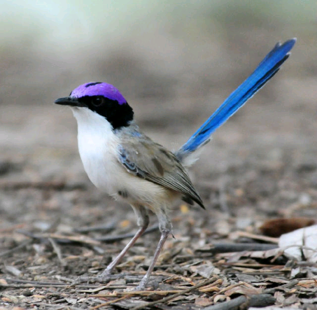 purple-crowned fairywren 紫冠细尾鹩莺 它们的歌声与其他的细尾鹩莺