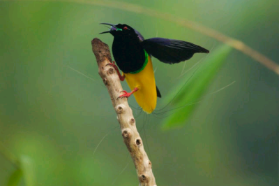 Twelve-Wired Bird-of-Paradise 十二线天堂鸟 雄鸟会经常对着雌鸟跳舞，用尾部的12根羽毛吸引雌鸟的目光