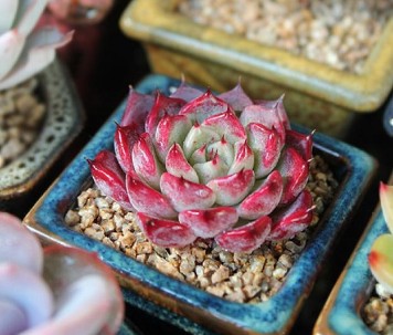 Echeveria. Princ Sharae