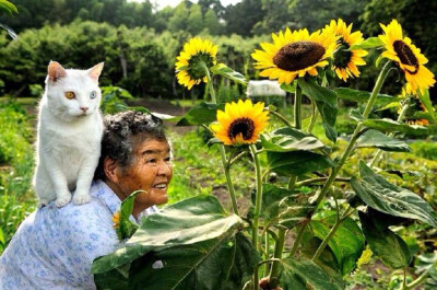 猫 老奶奶 田园 向日葵