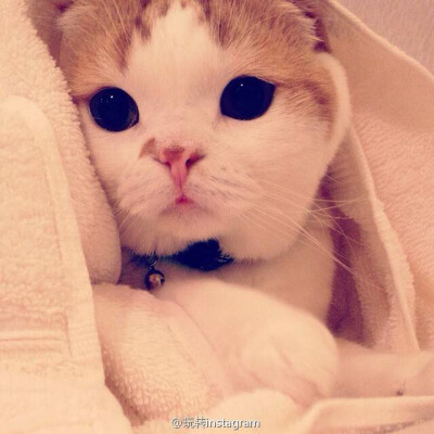 爱猫成痴