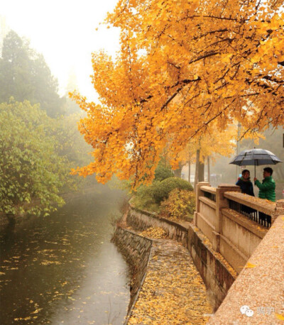 ㈧ 清华大学书香秋风好风景。