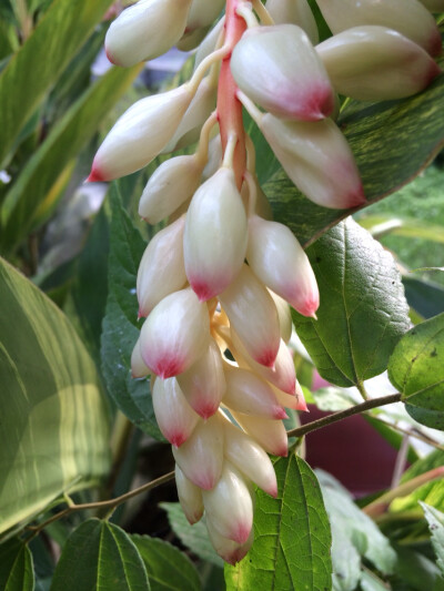 这是什么蕉开的花花