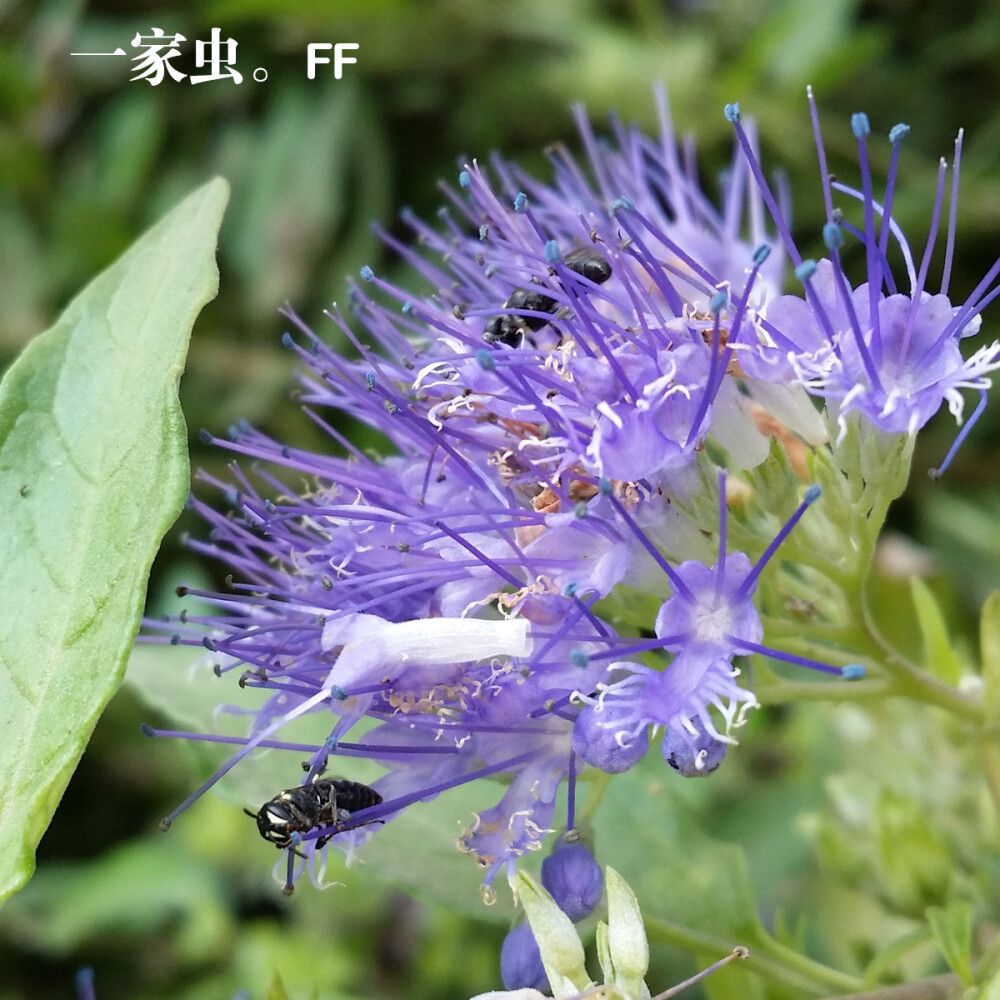 【花园夜迷你摄影】一年四季的小花小草植物系列。2014年9月拍摄。小清新文艺风。用餐中的一家子。二次上传请免。