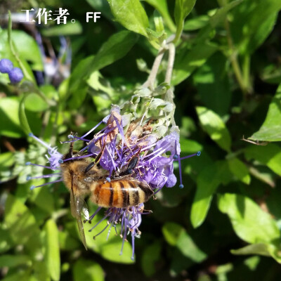 花园夜迷你摄影一年四季的小花小草植物系列。小清新文艺风。辛勤劳作小蜜蜂。