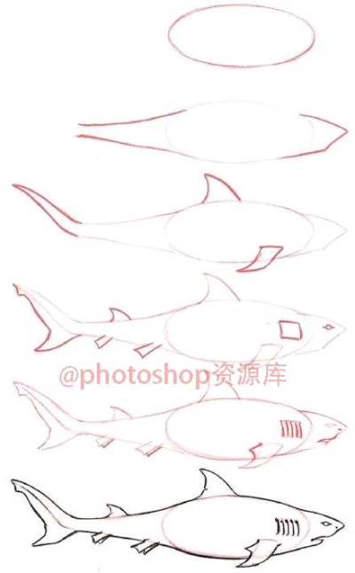 动物 鲨鱼的简单画法