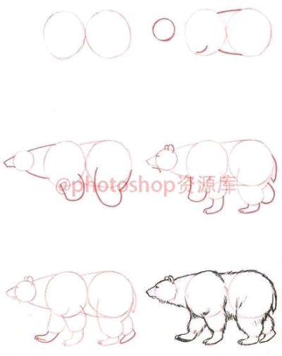 动物 熊的简单画法